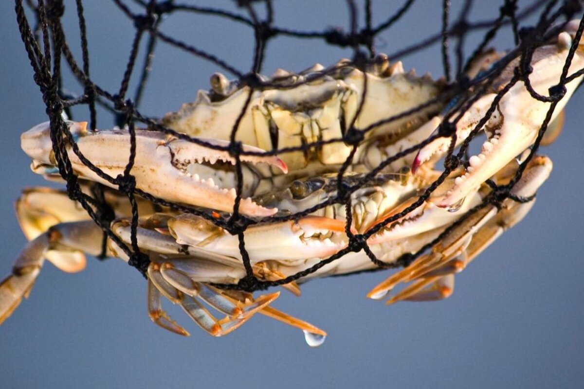 a crab in a fishing net