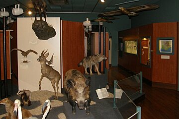 Natural History Museum, Nice