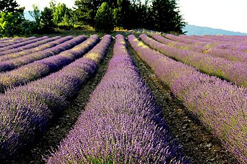 Fete de la Lavande - Lavender Celebration, Sault