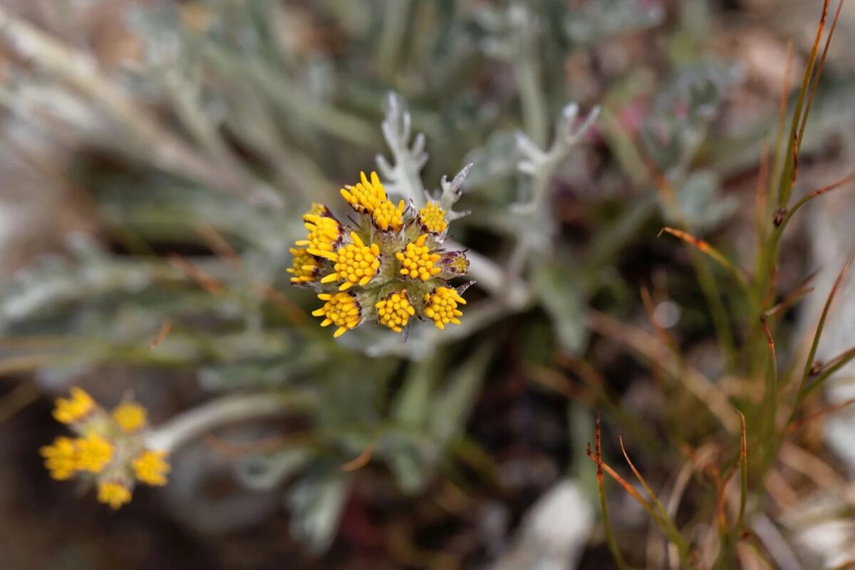 Genepi flowers growing wild