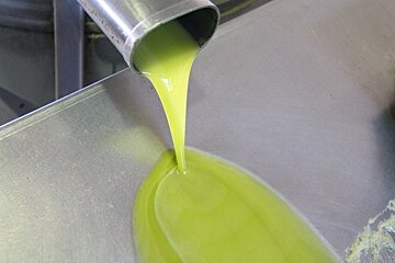 Mallorcan olive oil pressing forward