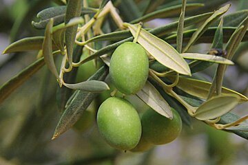 Mallorcan olive oil pressing forward