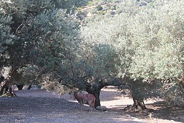 Mallorcan olive oil pressing forward