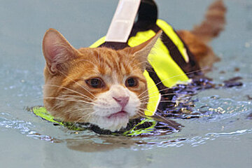 a cat in a life jacket
