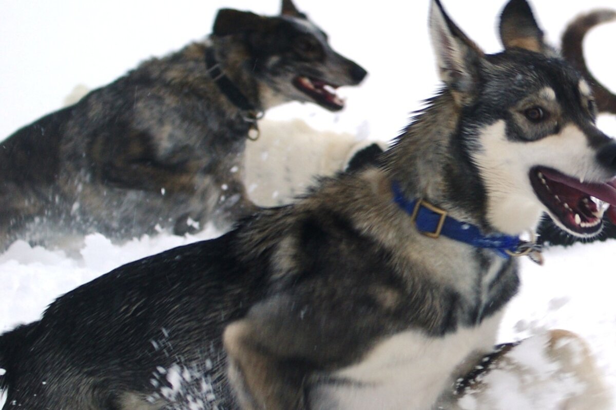 some dogs runing in snow