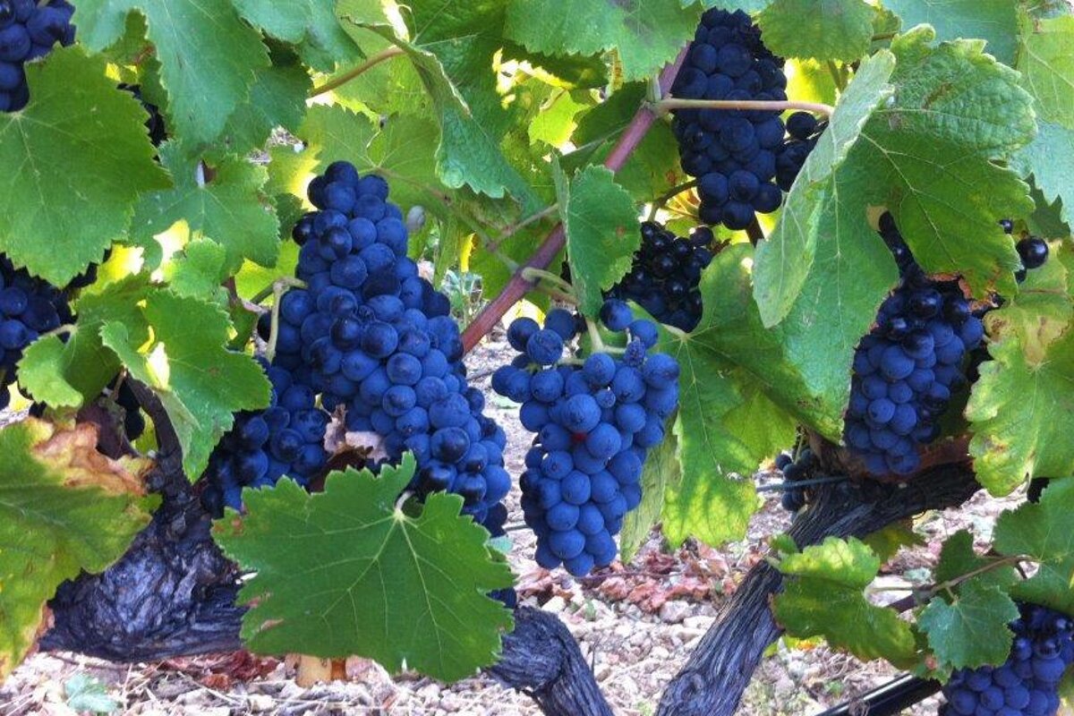 Chateau Calissanne, Lancon de Provence