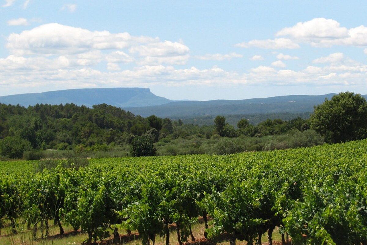 Chateau La Curniere Vineyard, Barjols