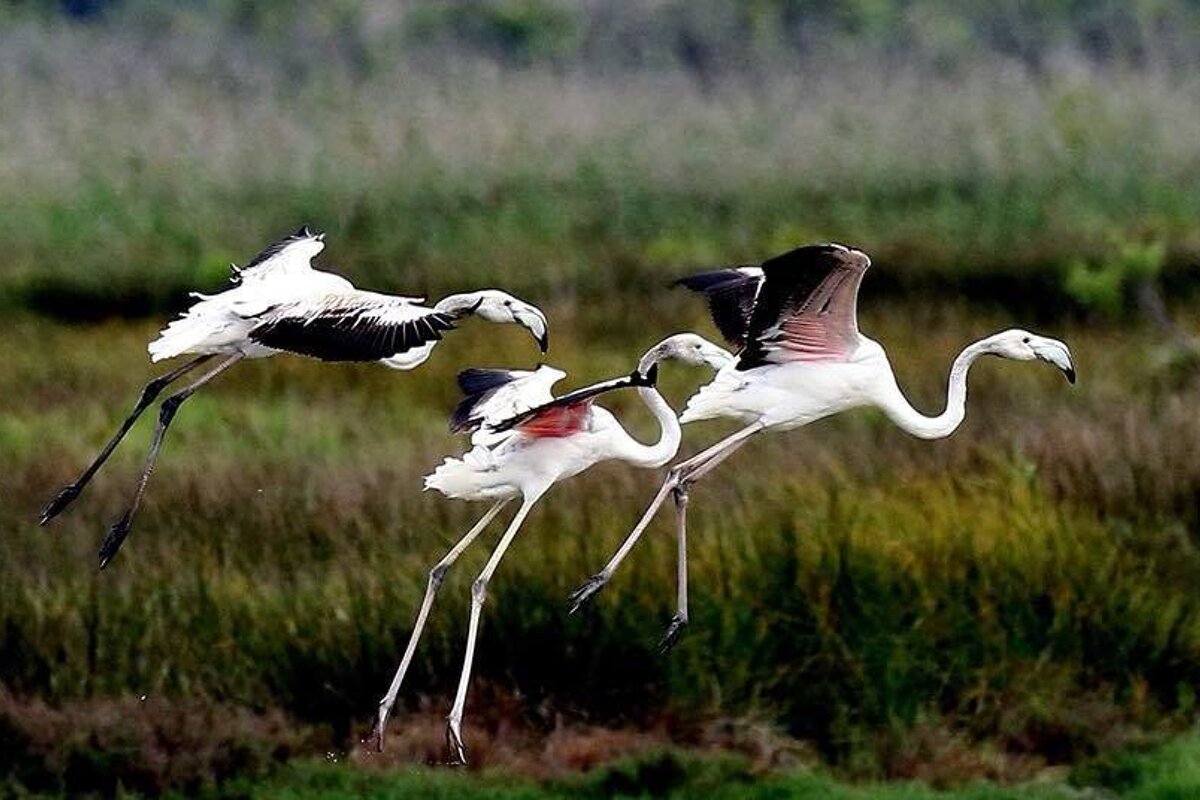 Mallorcan wetlands turn flamingo pink