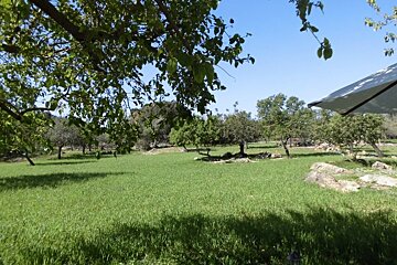 A lush green field with scattered trees under a clear blue sky. Sunlight dappled through leaves casts shadows on the grass, with an umbrella on the right.