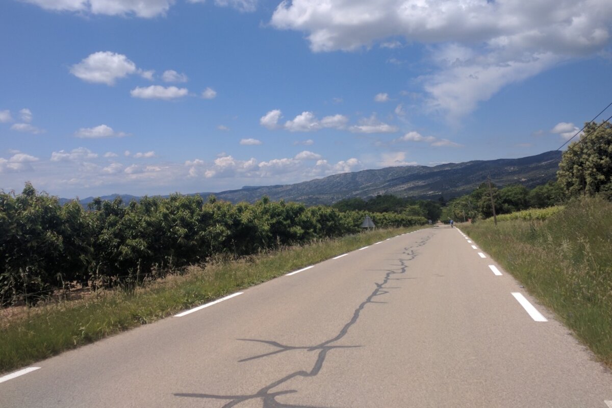 A road with a few trees on the side of it