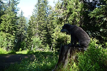 a dog sat on a tree stump in the woods