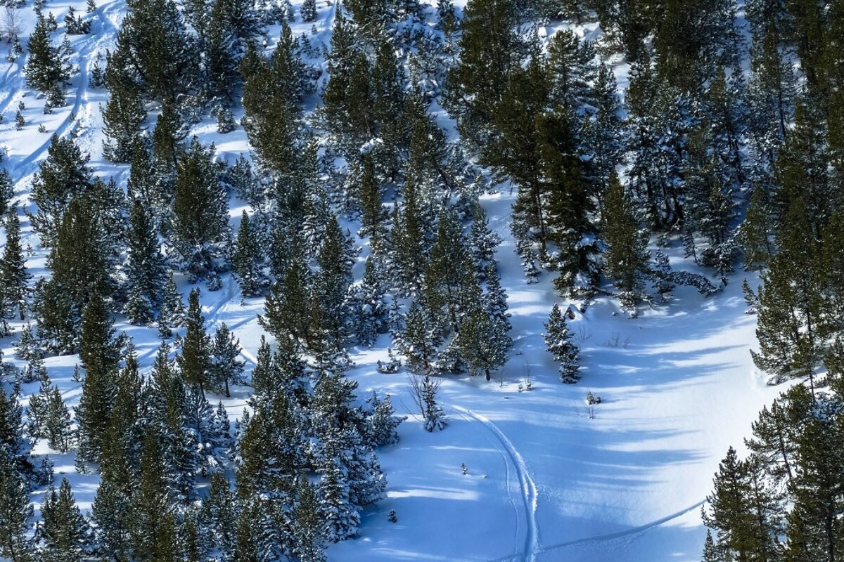 a tree line off piste in les arcs