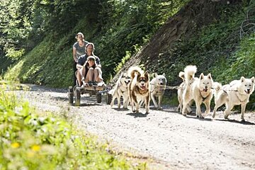 a team of dogs pulling a buggy
