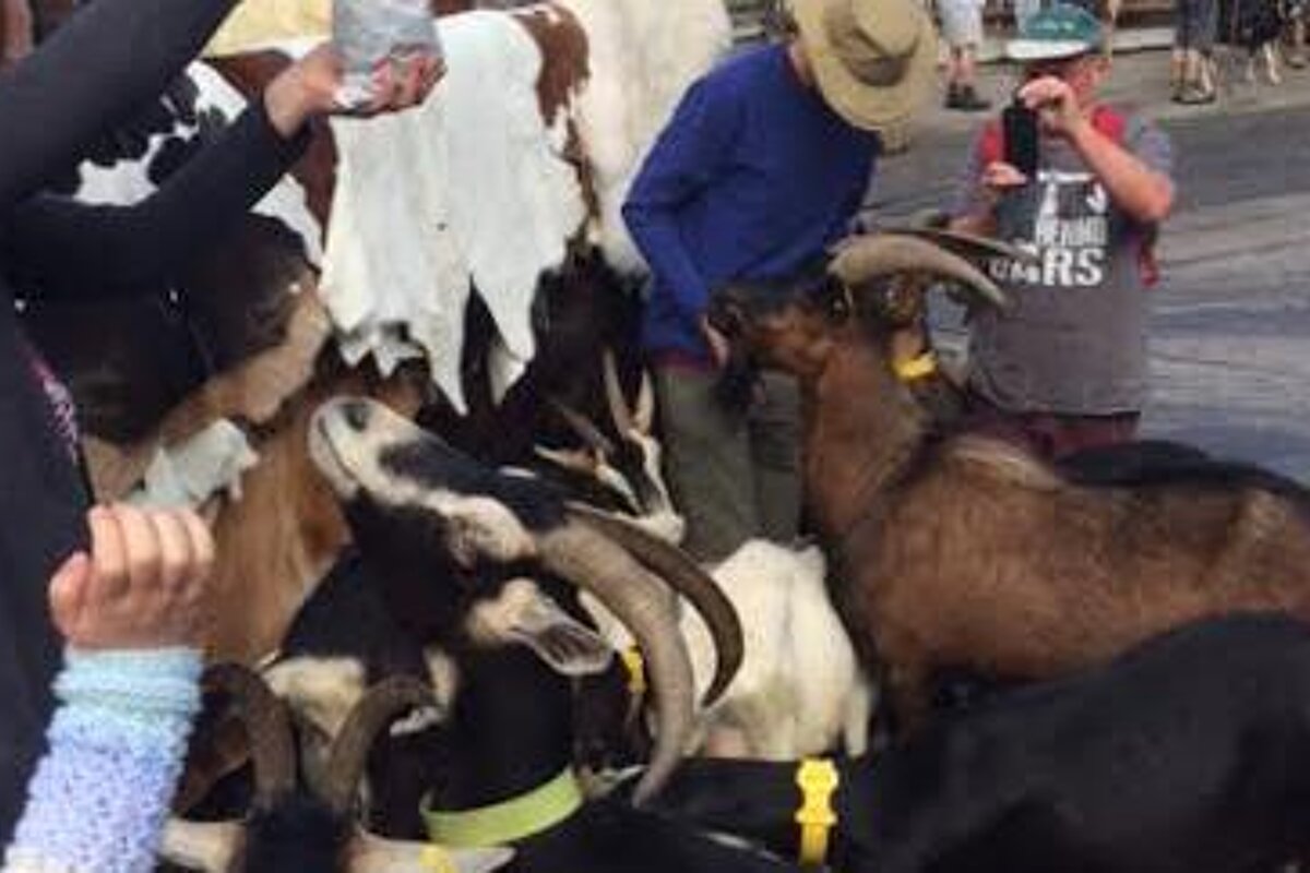 feeding goats in a village near morzine