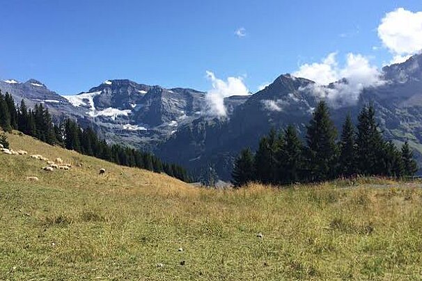 a summer meadow heading into switzerland