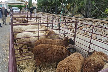 Fira d'Andratx - Andratx Agricultural Fair