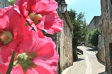 Sisteron, flowers