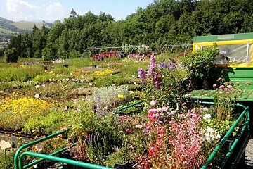 A green trailer filled with lots of potted plants