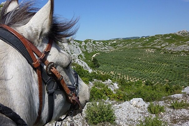 Le Petit Roman Horse Riding, Maussane les Alpilles horse riding