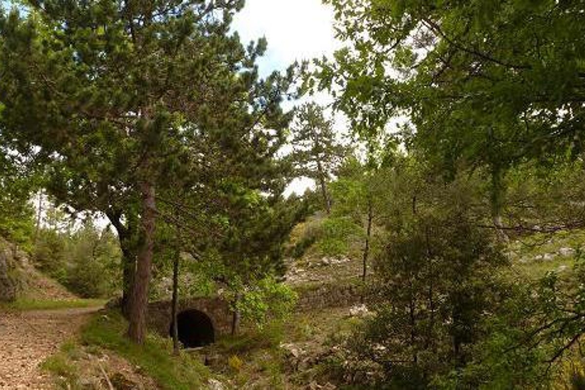 A stone tunnel in the middle of a forest surrounded by trees