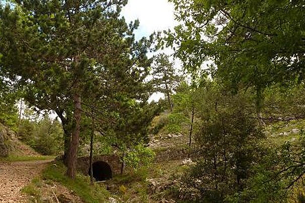 A stone tunnel in the middle of a forest surrounded by trees
