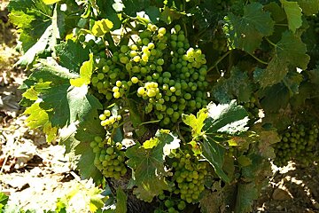 Grapes of Chateauneuf du Pape