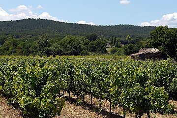 The vineyards of France