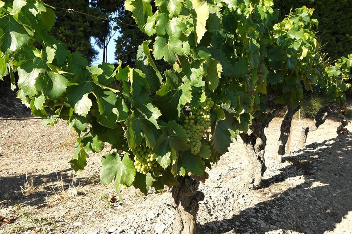 Vines in Les Baux, Provence