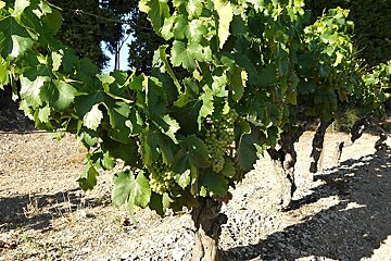 Vines in Les Baux, Provence