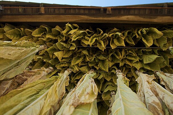 leaves of tobacco in Bergerac