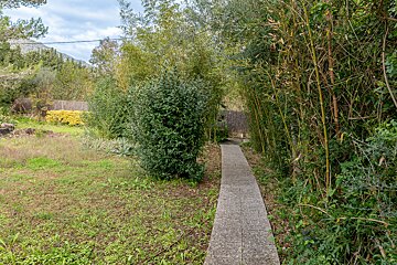 A path going through a lush green forest