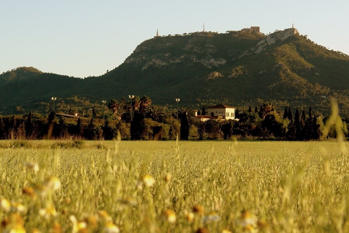 A golden field with wildflowers, a villa amidst trees, and a green mountain topped with a castle and towers under a clear sky.