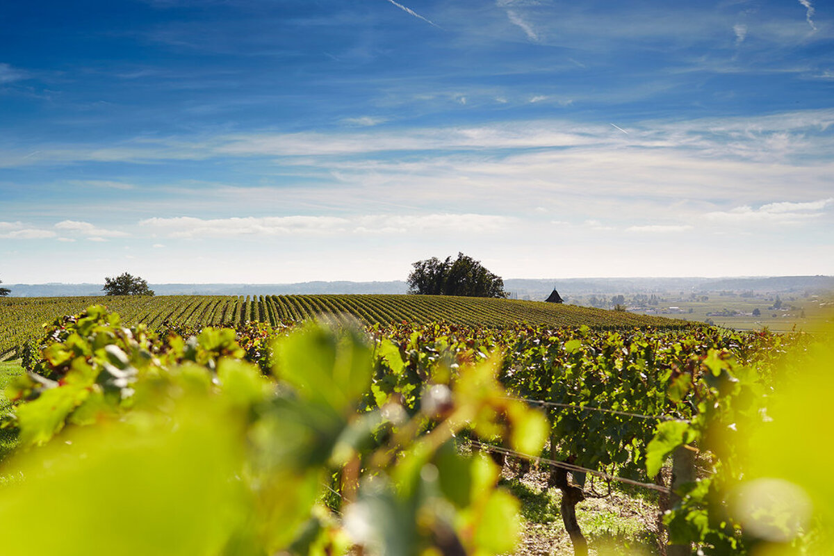 Chateau Pavie, Saint Emilion