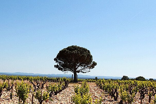 Provence Wine Tours, Avignon