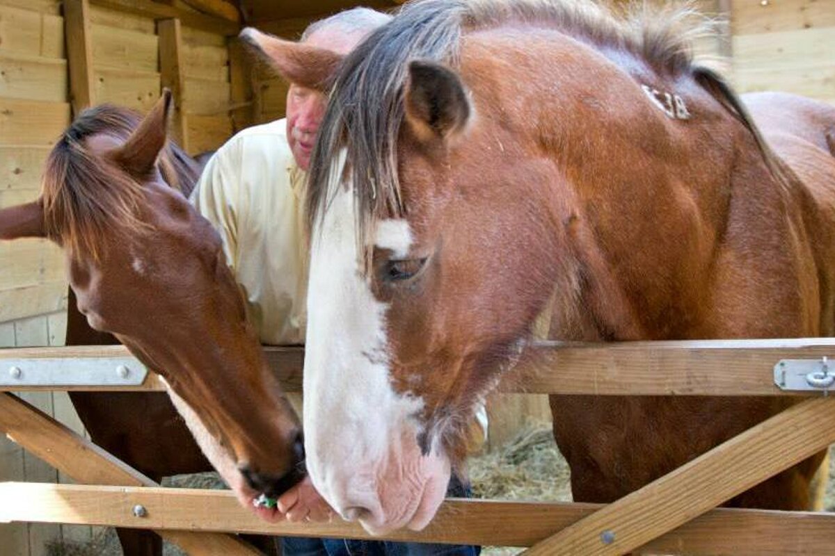 horses with a man in Brantome