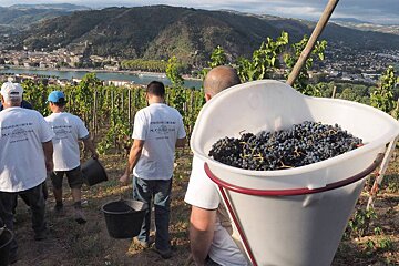 Chapoutier grape harvest 2015