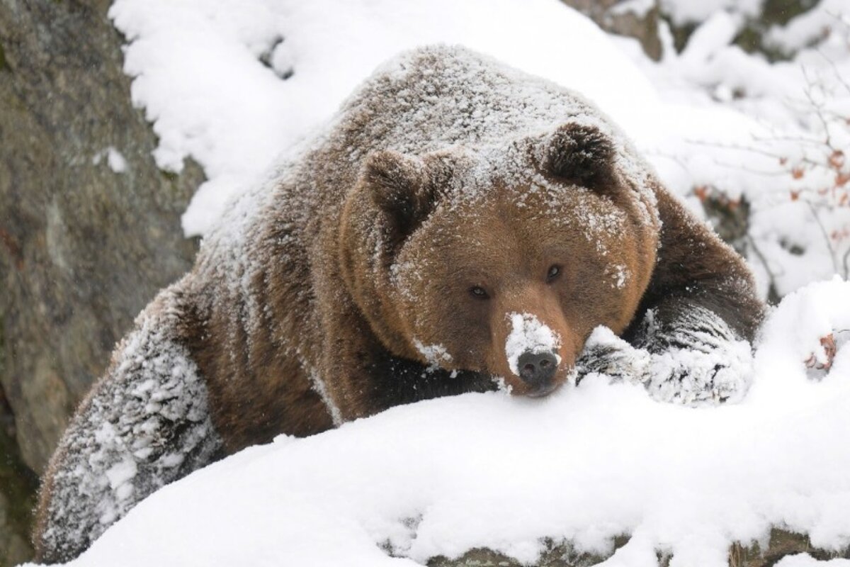 Grizzly Bear spotted in Morzine