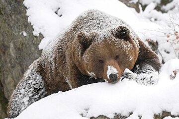 Grizzly Bear spotted in Morzine