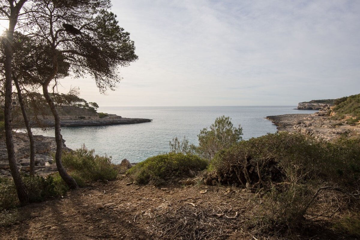 A view of a body of water with trees in the foreground