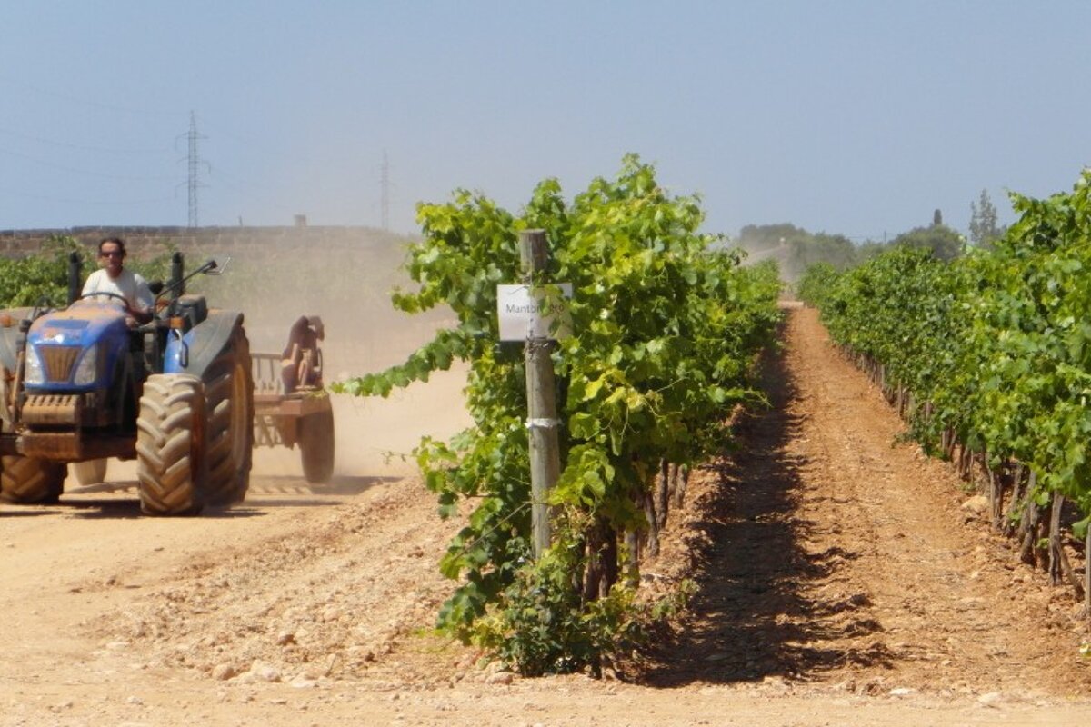 a farmer on a tractor in a vineyard