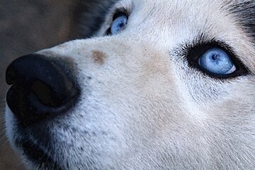 Paradisled Husky Sledding, Les Arcs Region