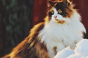 A calico cat sitting on top of a pile of snow
