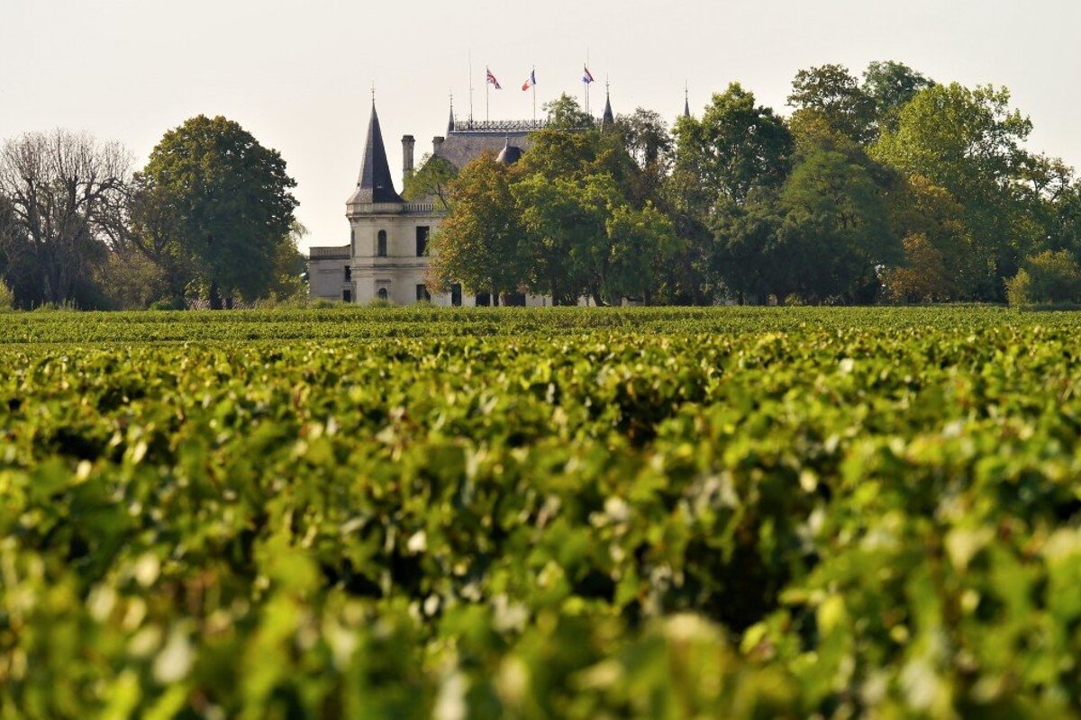 looking over the vines to chateau palmer in the trees