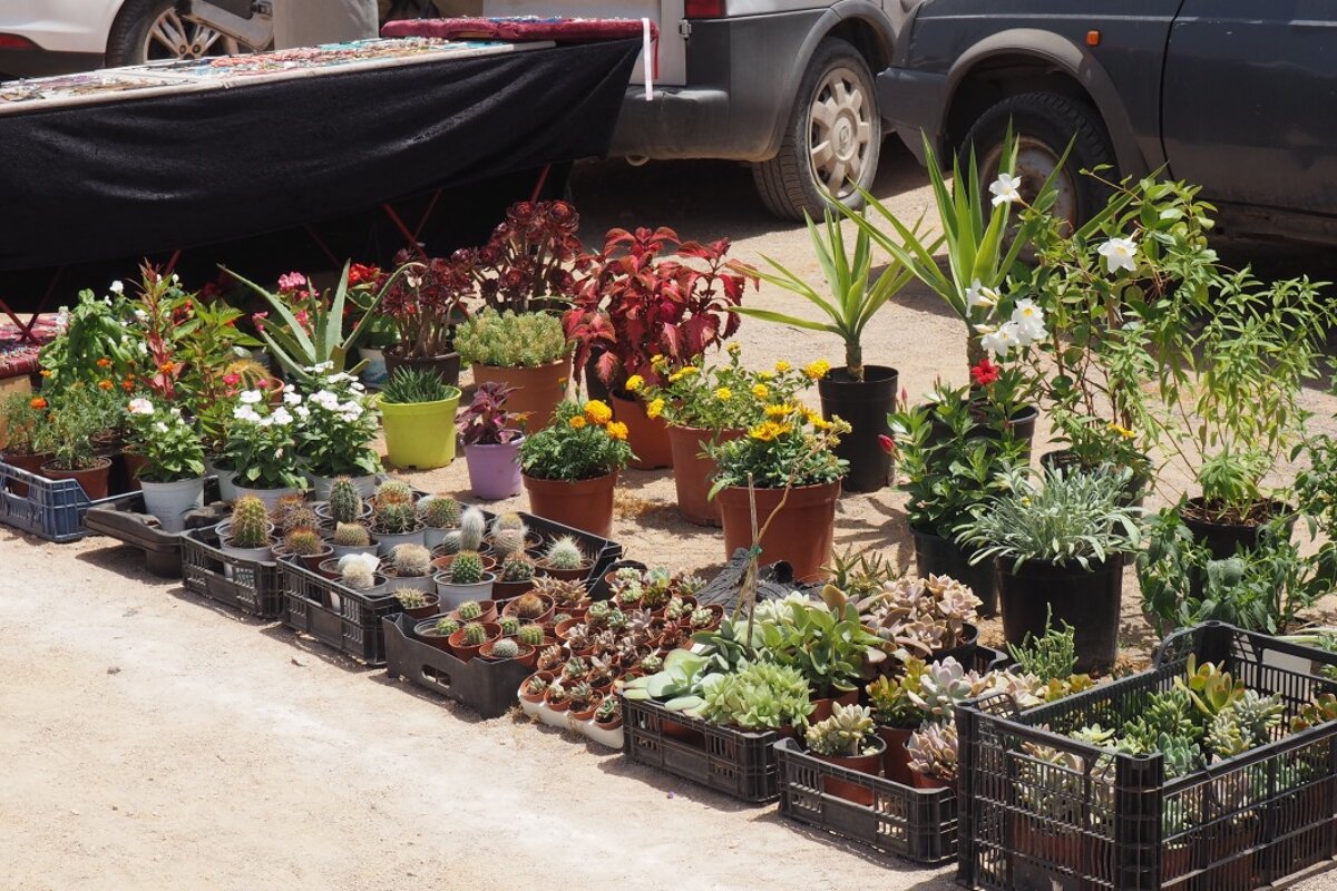 a stall selling plants in Ibiza