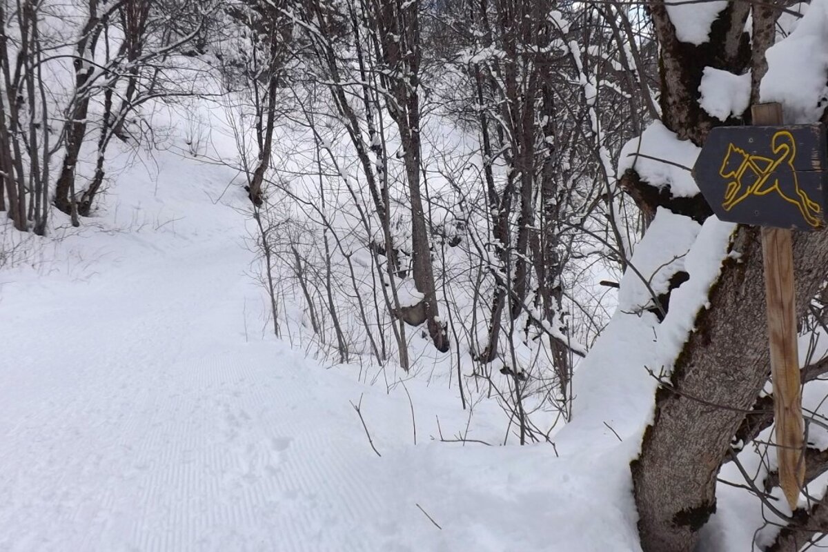 a husky sign on a tree showing a route