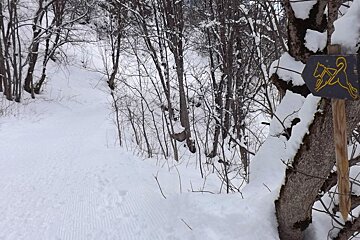 a husky sign on a tree showing a route