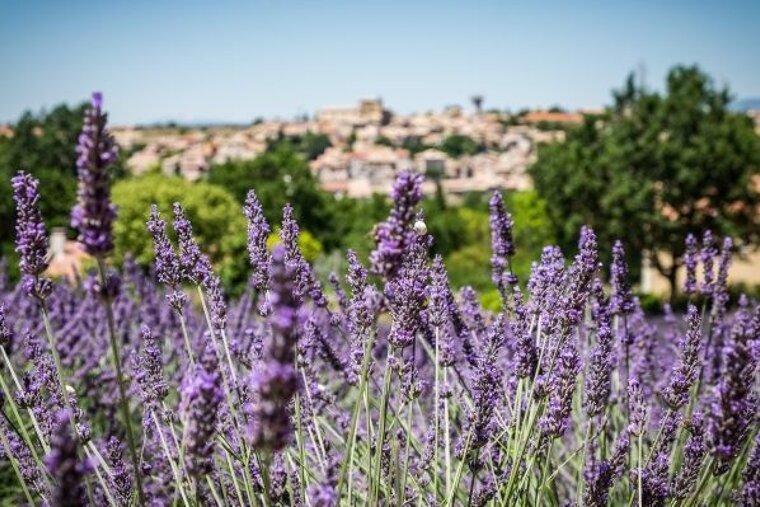 Sault & Luberon Lavender Fields Guided Tour, Aix-en-Provence