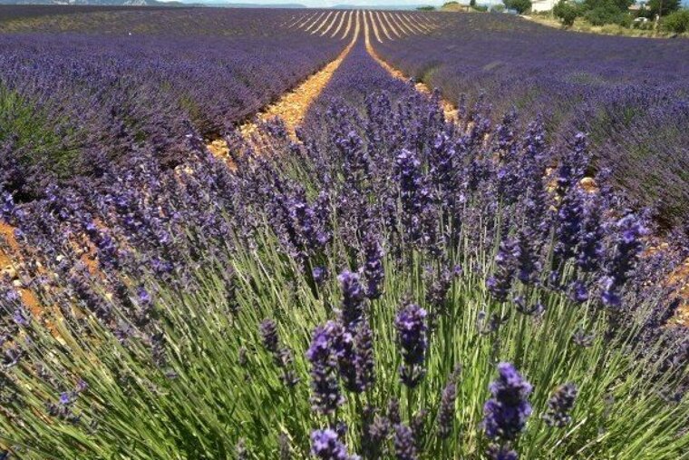 Valensole, Moustiers, Verdon and Occitane Lavender Fields Guided Tour, Aix-en-Provence