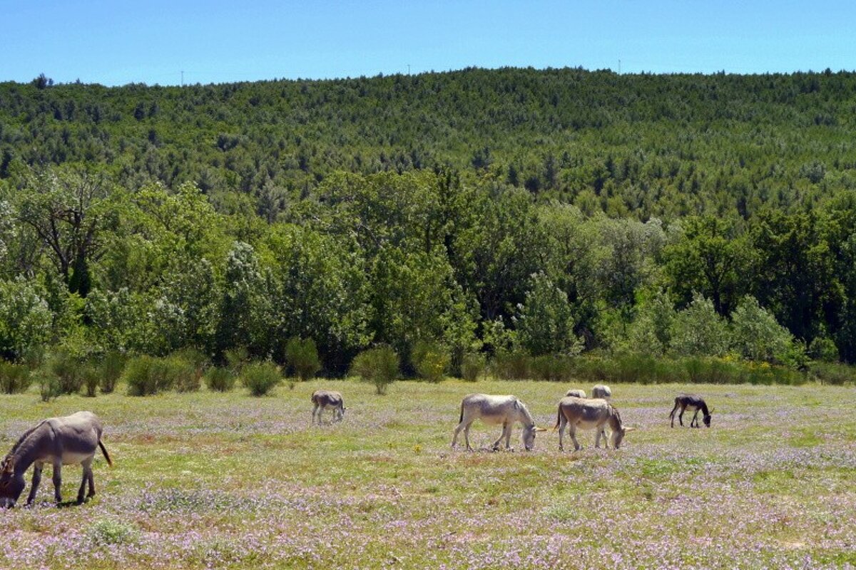 Donkeys Mont Sainte-Victoire