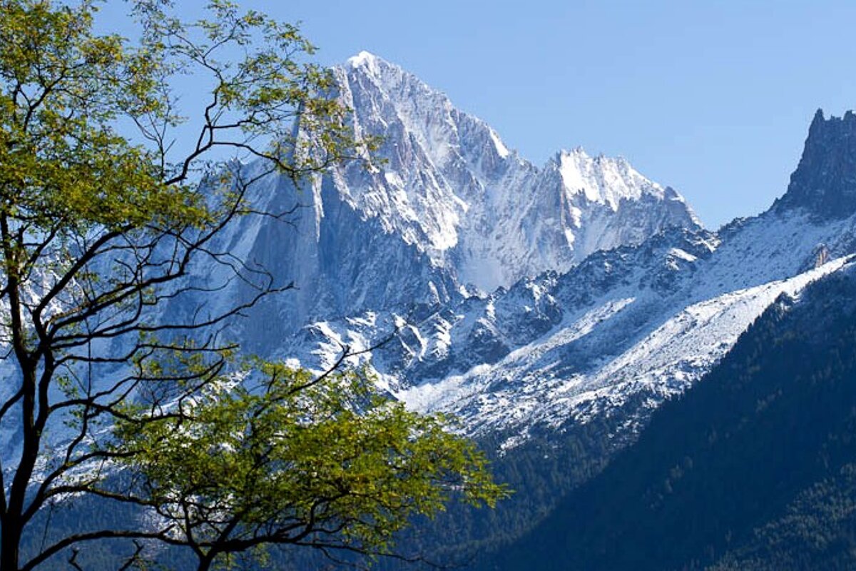A snowy mountain with trees in the foreground